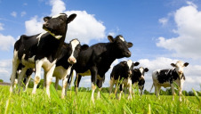 The livestock industry is responsible for 14.5% of global GHG emissions, and forecasts suggest that global meat consumption will rise by 76% by 2050